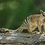 marsupial67
